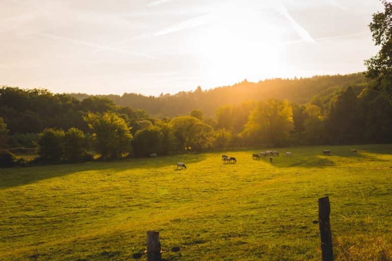 Your Ultimate Guide to Camping Adventures in the Ardennes